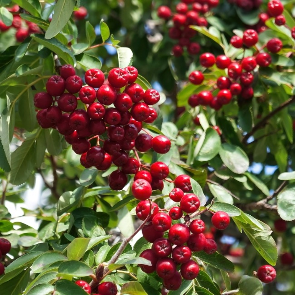 Рябина Рубиновая