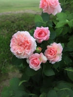 Роза шраб Курфюрстин Софи