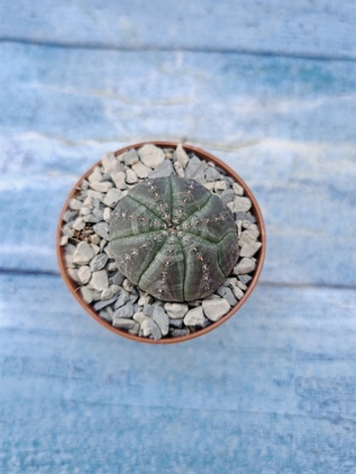 Euphorbia Obesa (Эуфорбия)