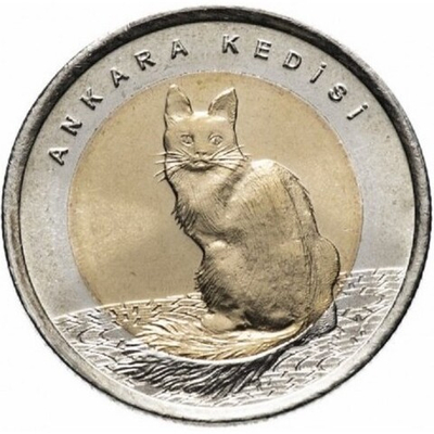 Турецкая ангора