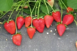 Земляника садовая Азия НФ 421 Р9 Закупка М65 май-июнь 2026