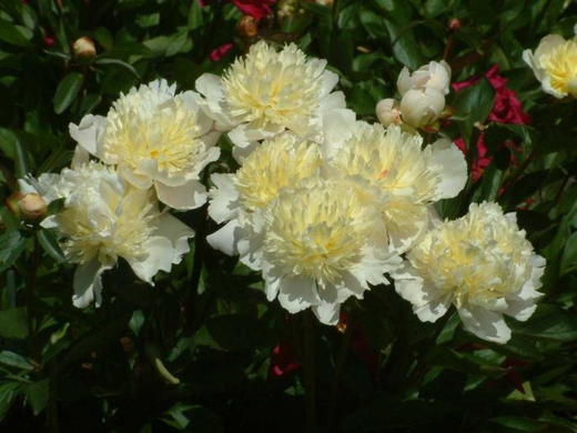 Пион Лаура Десерт 3-5 почек Закупка М81 октябрь 2026