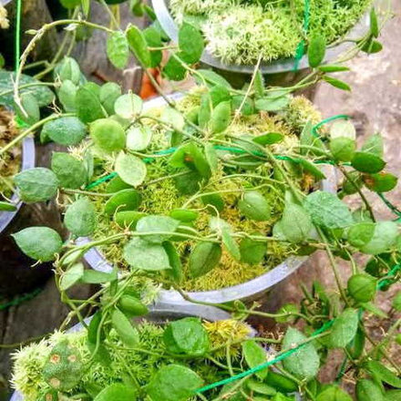 Дисхидия HIRSUTA