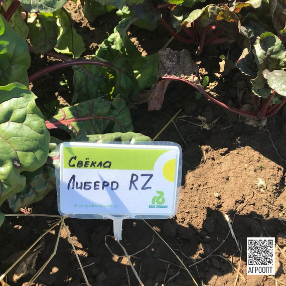 Либеро семена свеклы (Rijk Zwaan / Райк Цваан) в поле – фото 5