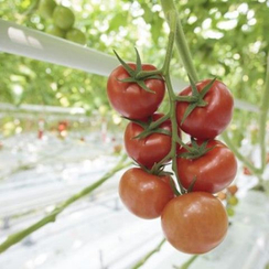 Ротерно F1 семена томата индетерминантного (Rijk Zwaan / Райк Цваан)