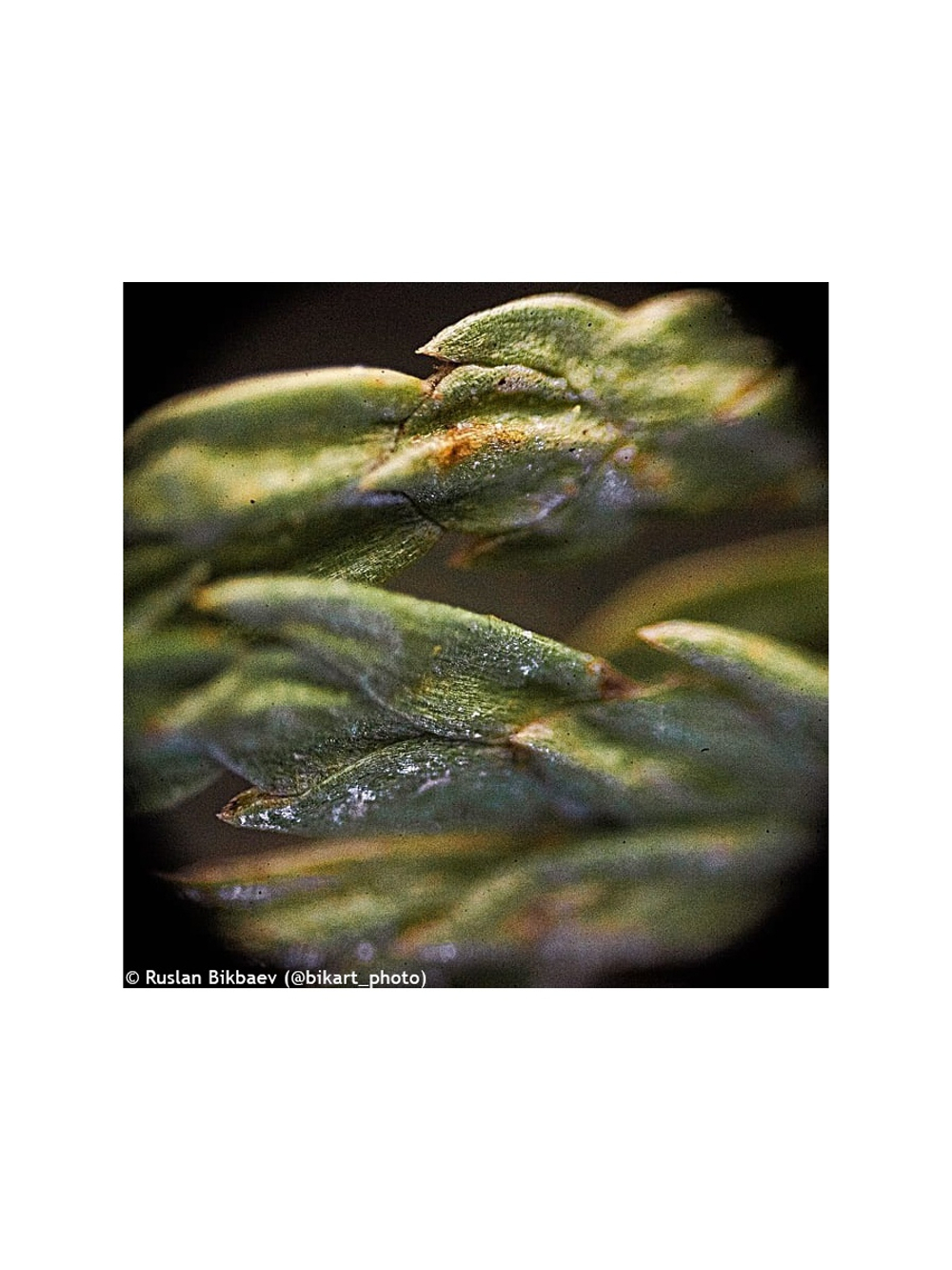 Микроскоп Levenhuk Rainbow 50L PLUS Аметист