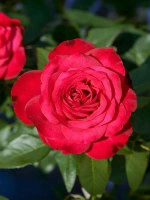 Роза шраб Ренессанс Каприция