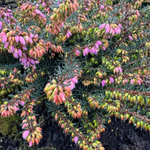 Эрика Атрорубра