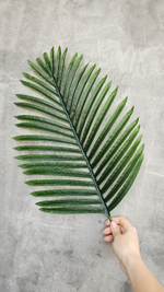 Пальма Хамедорея 120 см без кашпо / Арт 3091