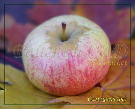 Яблоня Самоцвет