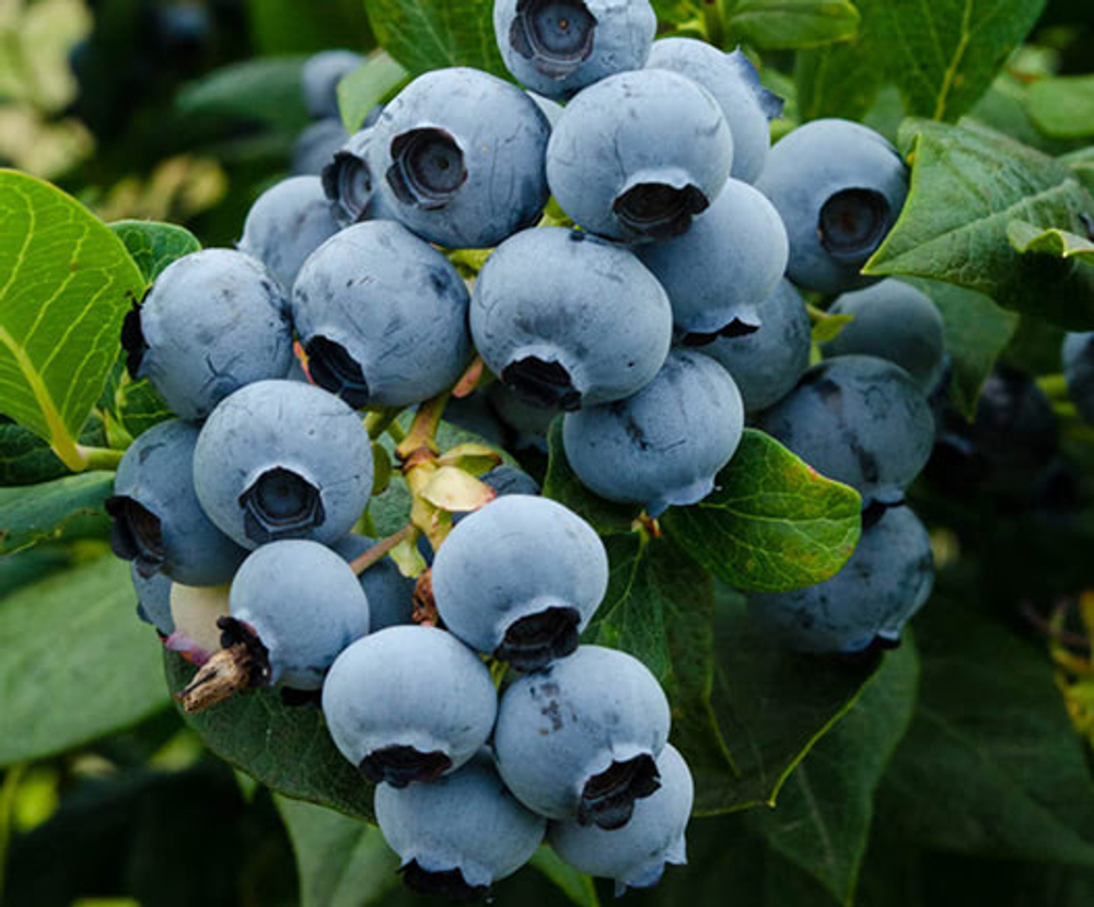 Голубика Дюк