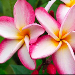 Плюмерия HAWAII