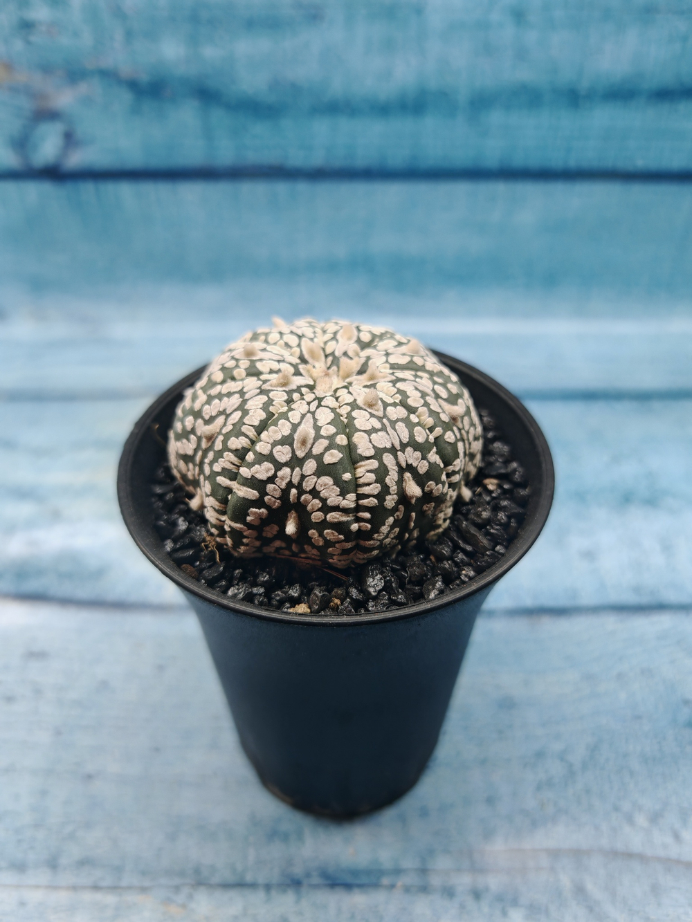 Astrophytum Asterias (Астрофитум)