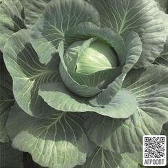 Юбилей F1 семена капусты белокочанной (Bejo / Бейо)