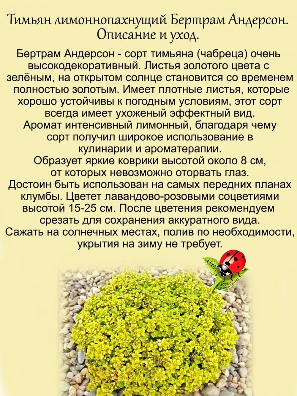 Тимьян Бертрам Андерсон лимонный чабрец золотой