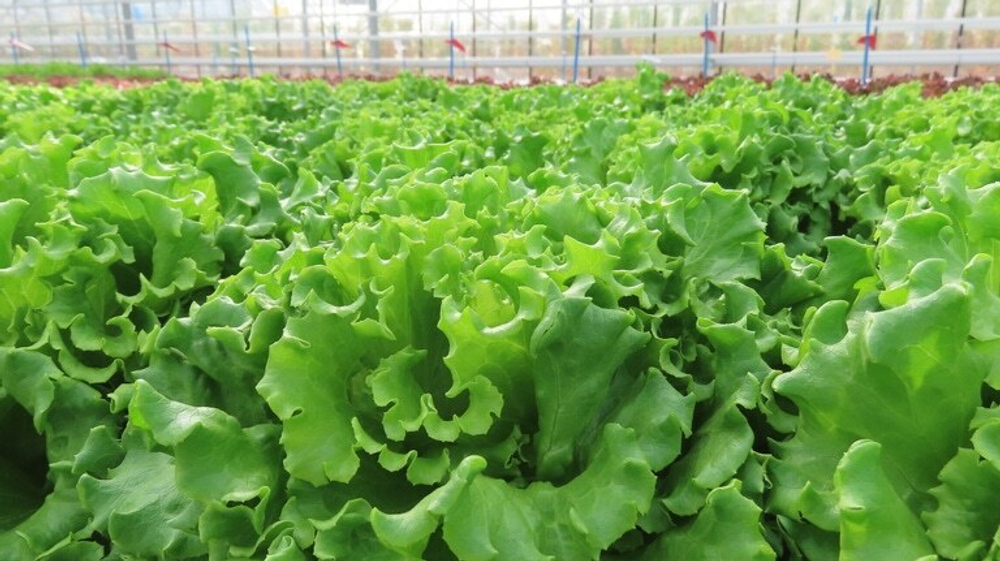 Бассари семена салата (Nunhems / Нюнемс)