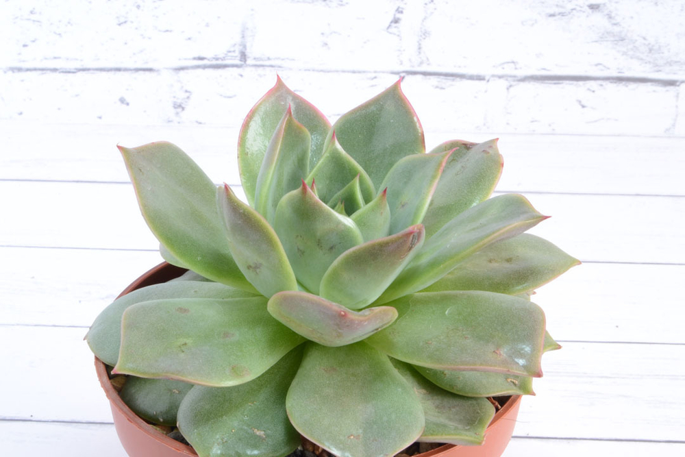 Echeveria Maxxus (Эхеверия) (SCT28975)
