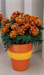 Бархатцы отклоненные DURANGO FLAME