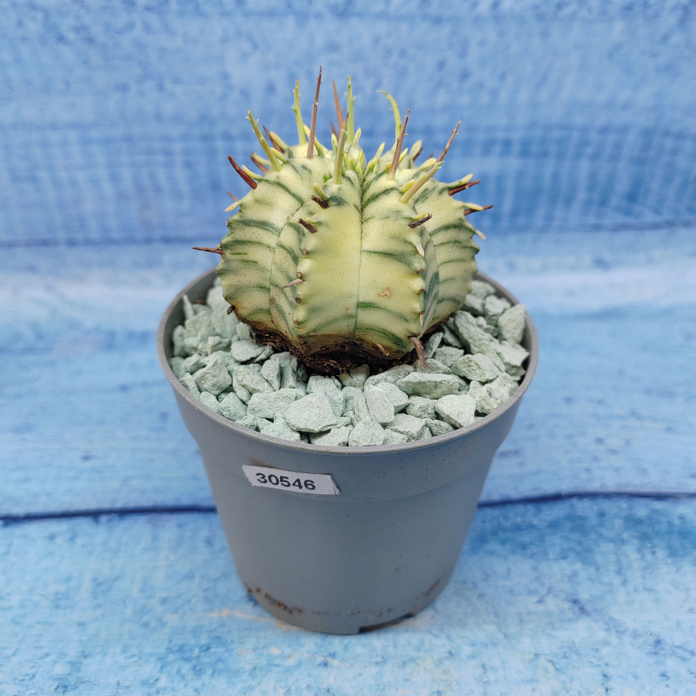 Euphorbia meloformis f. Variegated (Эуфорбия вариегатная)