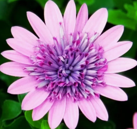 Остеоспермум махровый 3D Pink ЕВРО ОКС укорененный черенок