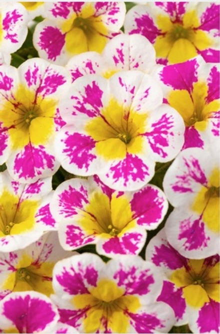 Calibrahoa Chameleon Starlet pink. ОКС укорененный черенок. Под заказ, производство 4-5 недель
