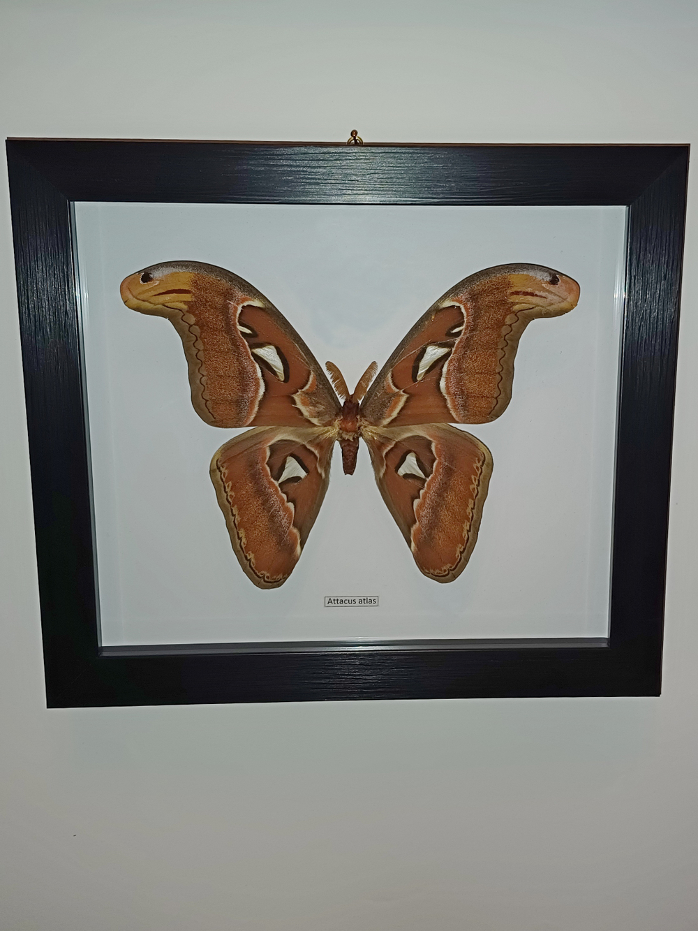 Бабочка Атлас самец в рамке