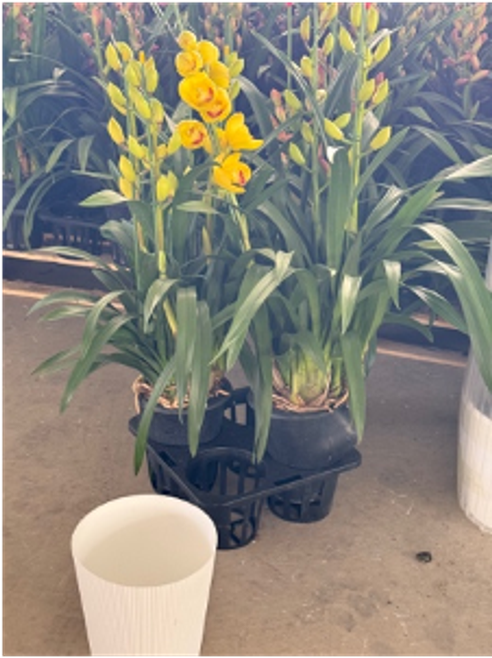 Цимбидиум желтый д. 20