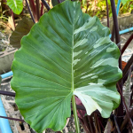 Алоказия GAGEANA ALBO VAR