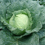 Эстрема F1 семена капусты савойской (Rijk Zwaan / Райк Цваан)