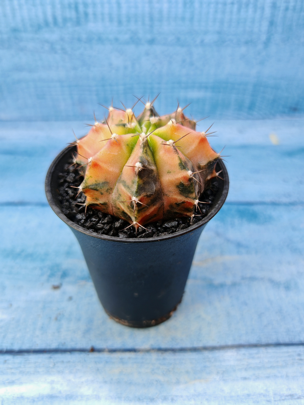 Gymnocalycium Variegata (Гимнокалициум Вариегатный)