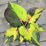 Каладиум THONG TANAOSI