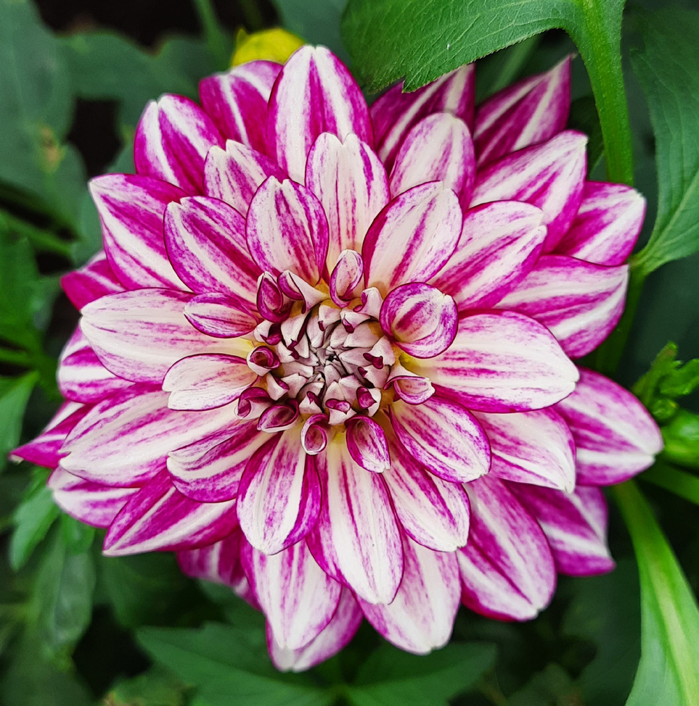 Георгина Cherry Stripes ОКС укорененный черенок