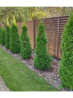 Туя западная , семена, 15 шт