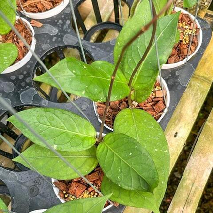 Хойя SP ACEH SHOGUN