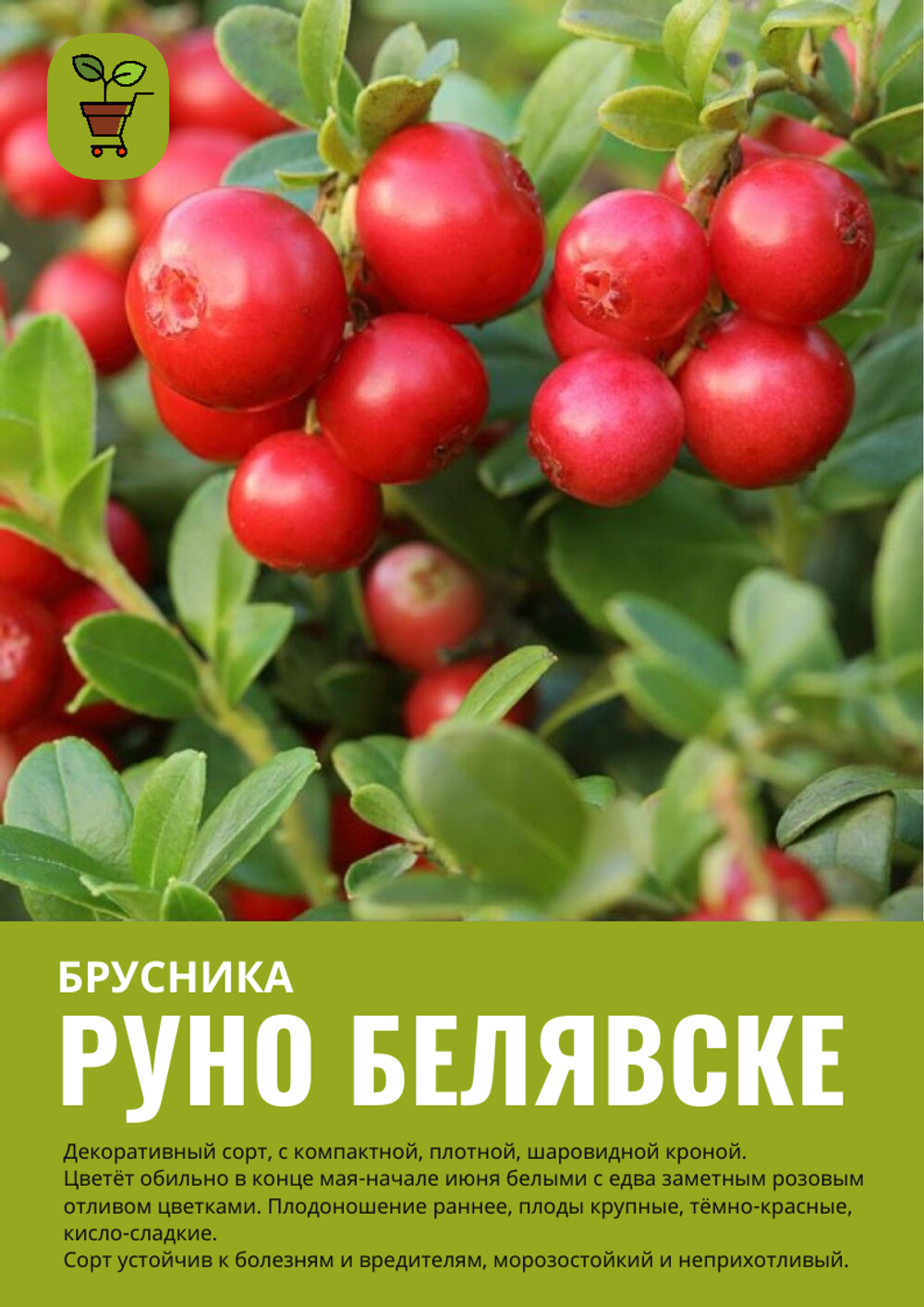 Брусника Руно Белявске