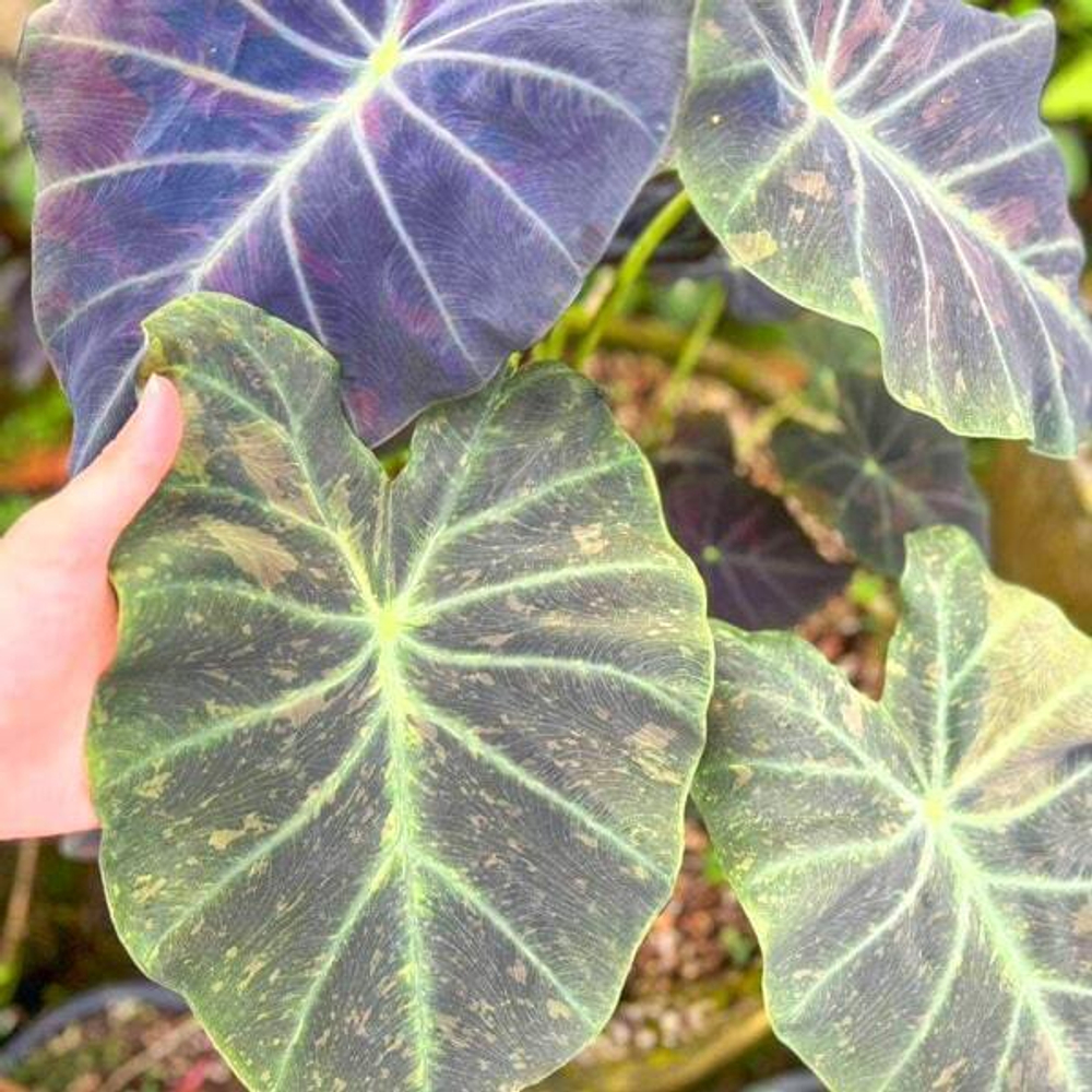 Колоказия MIDNIGHT BRIDE