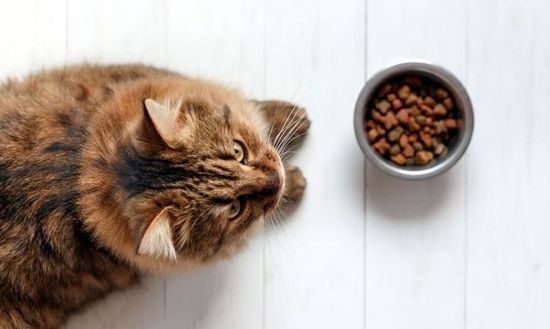 Особенности пищевого поведения кошек