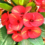 Эуфорбия Миля SUNCRIS