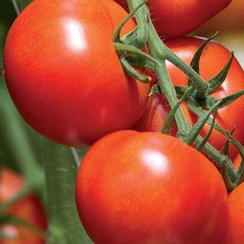 Комит F1 семена томата индетерминантного (De Ruiter Seeds / Де Ройтер Сидс)