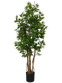 Фикус Бенджамина Новый 165 см.