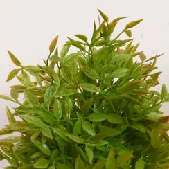 Бонсай "Кустовой" 7*18 см  МИКС