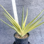Сансевиерия ROYAL CROWN VAR s.L