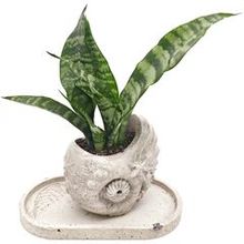 Суккуклент Сансевиерия из коллекции EnjoyPlants