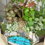 Готовый флорариум бонсай Клён Бонсариум XL с озером