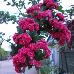 Боярышник средний Паулз Скарлет штамб 150 см Закупка М66 апрель 2026