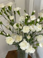 Диантусы кустовые белые