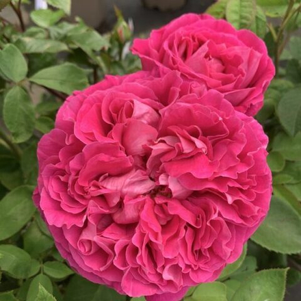 Роза Вувузела Меджик