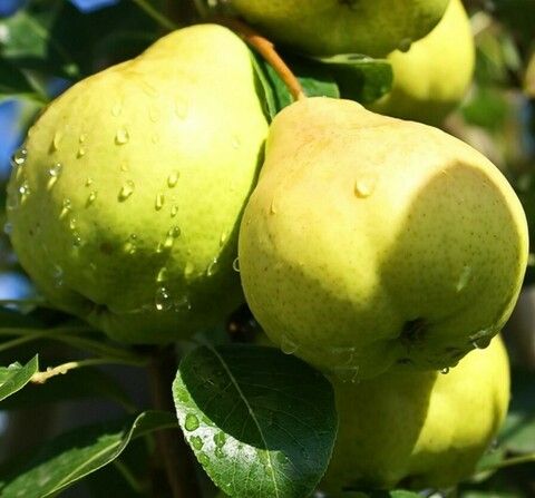 Груша Августовская Роса