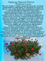 Портулак Красный помпон вегетативный