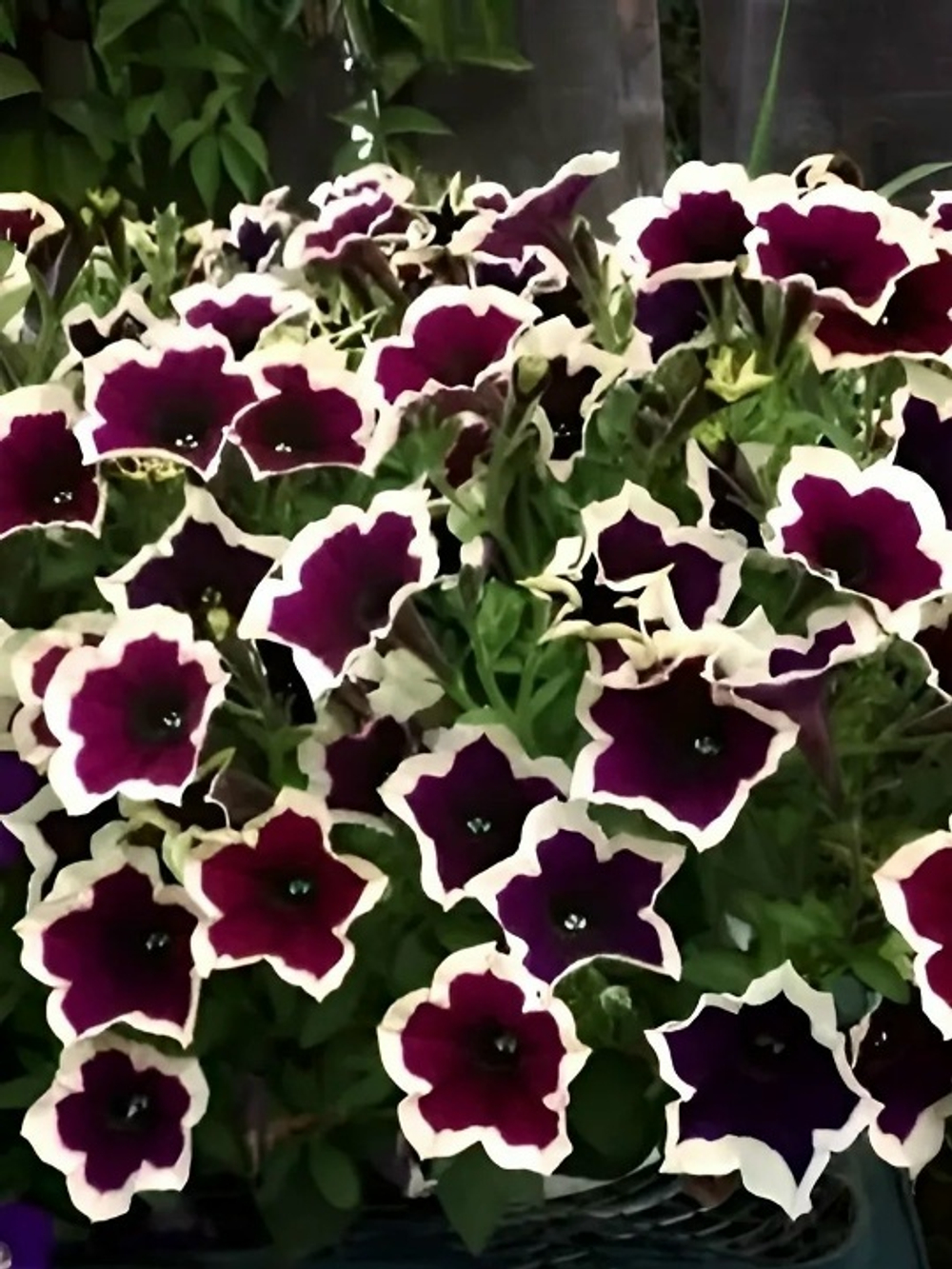 Петуния Каскадиас Рим Маджента